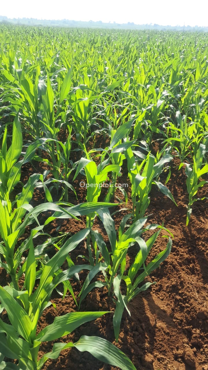 Land for Sale in Nagarkurnool,Nagarkurnool