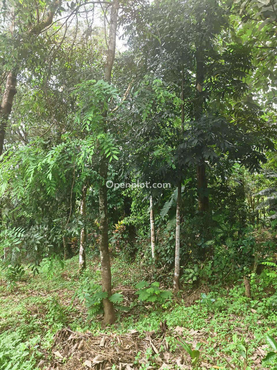 Plot for Sale in Thalayolaparambu,Kottayam