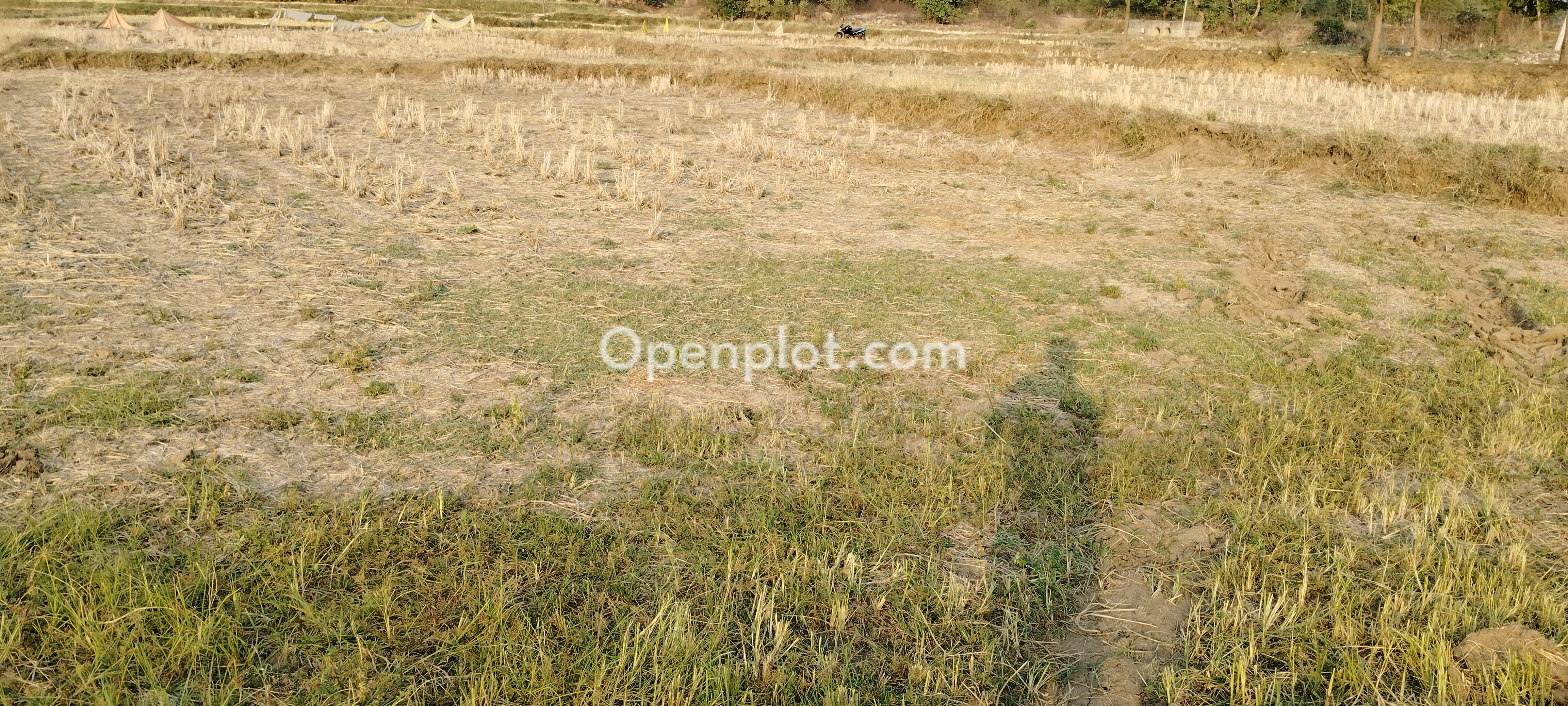 Land for Sale in Yellutla,Kamareddy