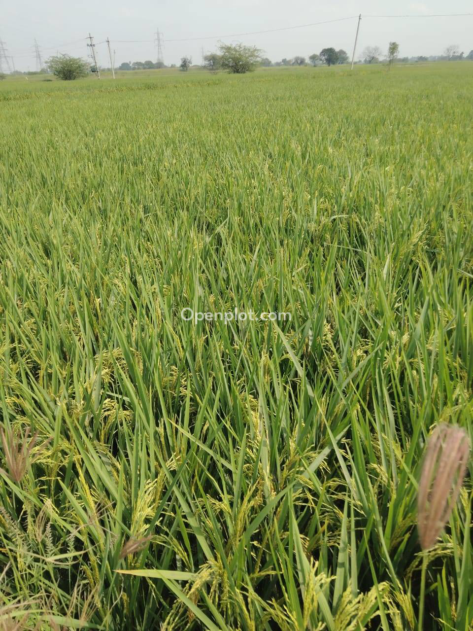 Land for Sale in Tipparam,Siddipet