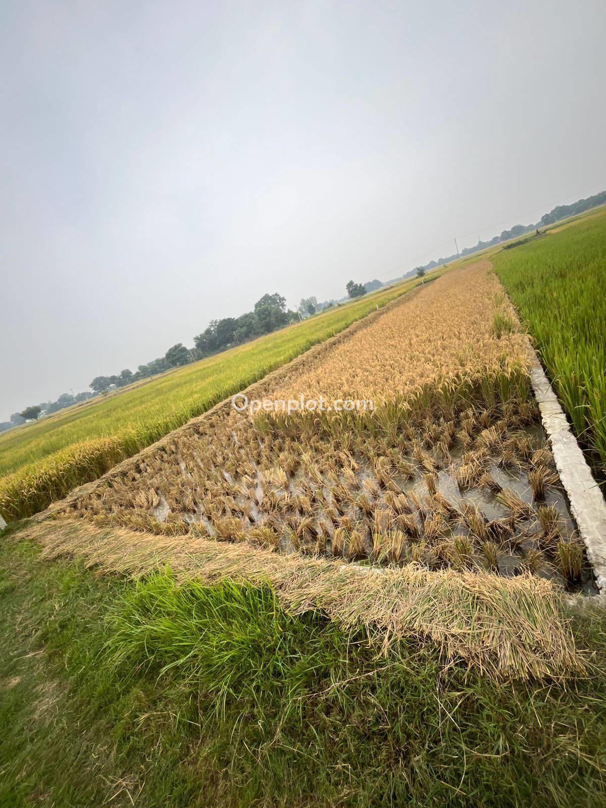 Plot for Sale in Gauri ,Siddharth Nagar