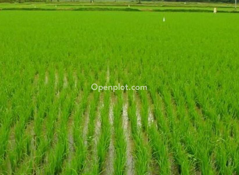 Land for Sale in Guttepalli,Peddapalli